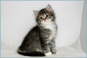 Female Siberian Kitten from Deedlebug Siberians